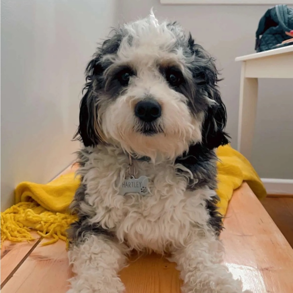 Meet your Posher, Avery